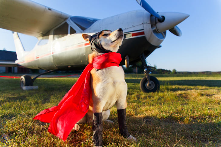 Dog next to airplane