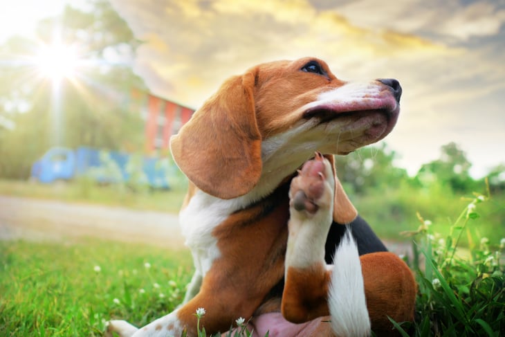 Scratching dog