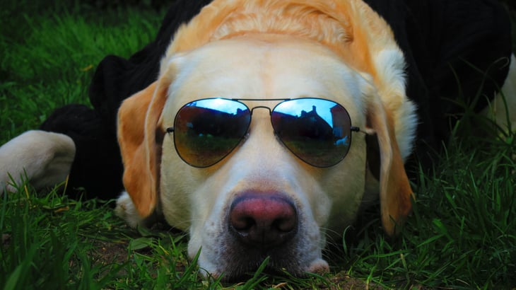 Dog in sunglasses