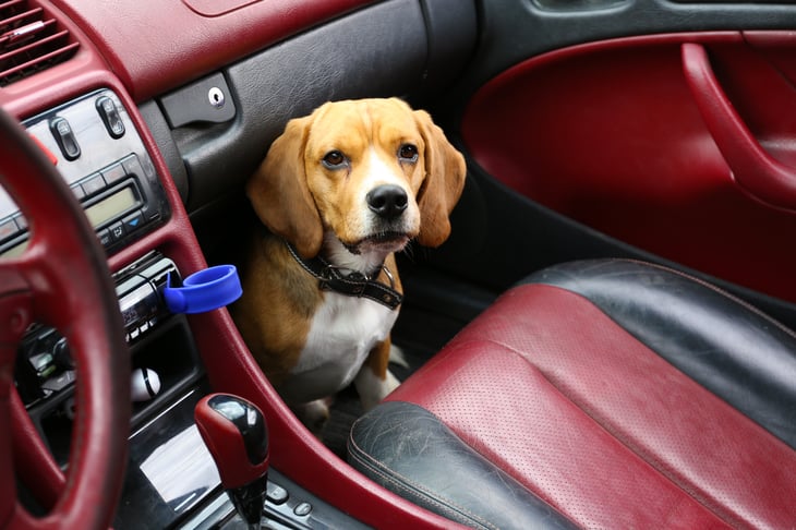 Dog in car passenger side.