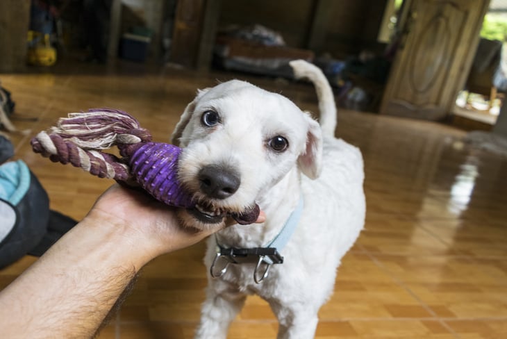 Dog playing with toy inside.