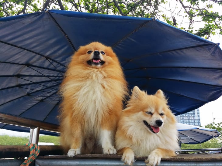 Two dogs under an umbrella