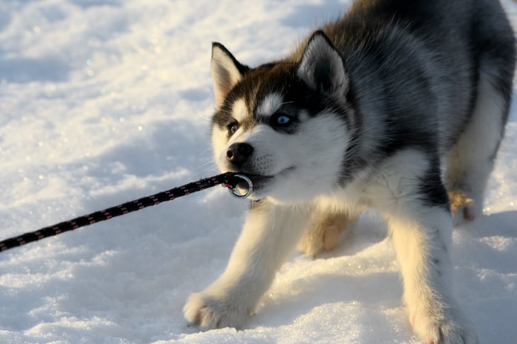 Husky with leash in mouth, pulling.