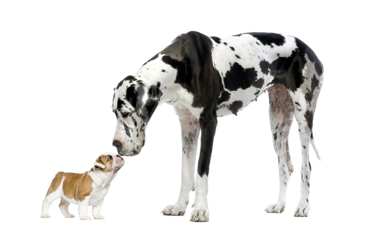 Puppy w Dog