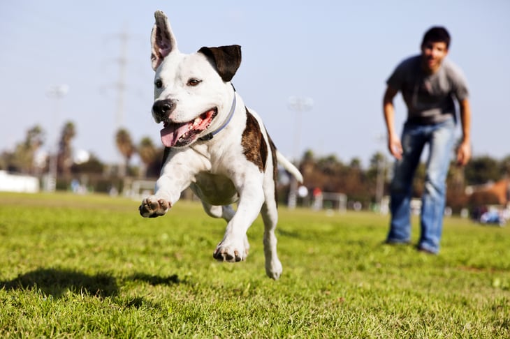 Pitbull dog running outside