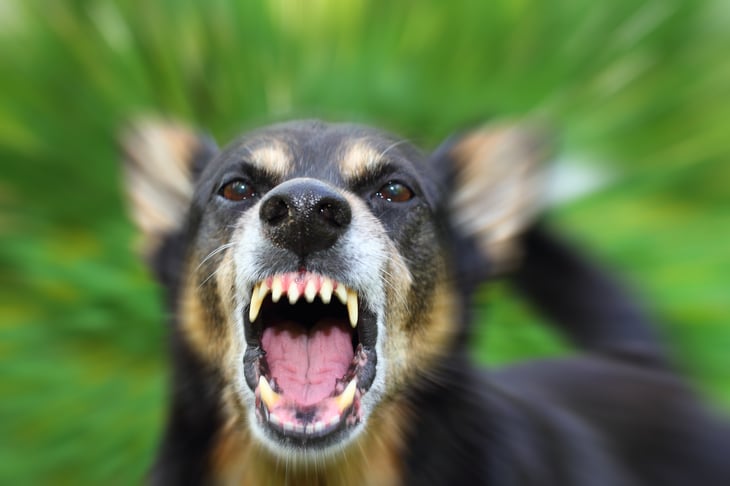 Aggressive dog