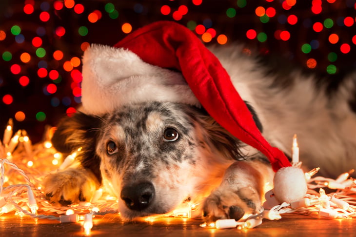 Dog with Christmas tree