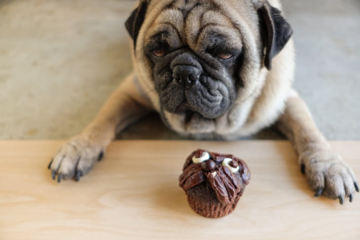 Pug dog with cupcake