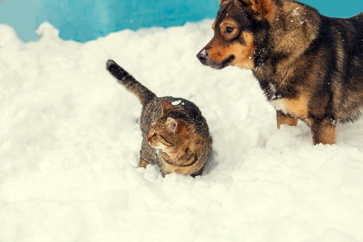 Dog and cat in snow.