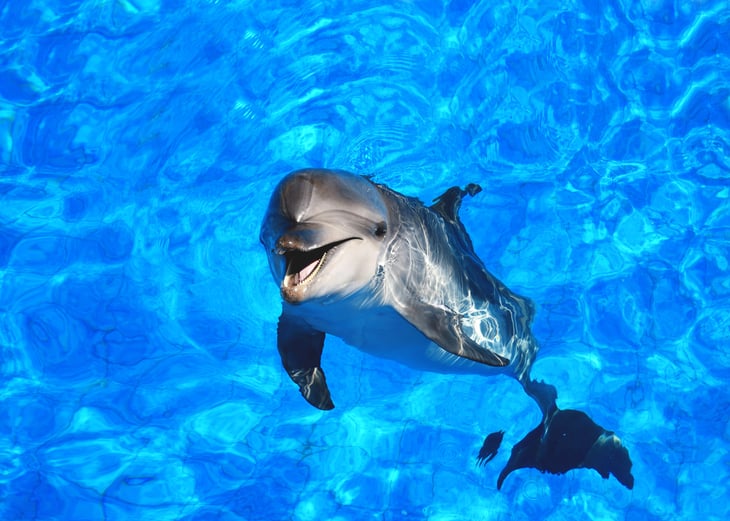 Dolphins.