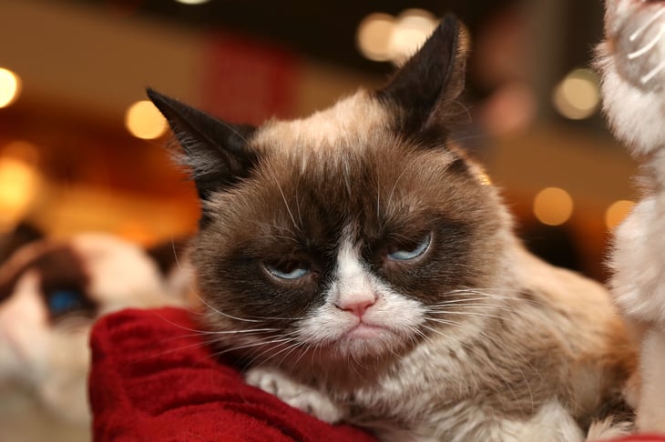 Grumpy Cat