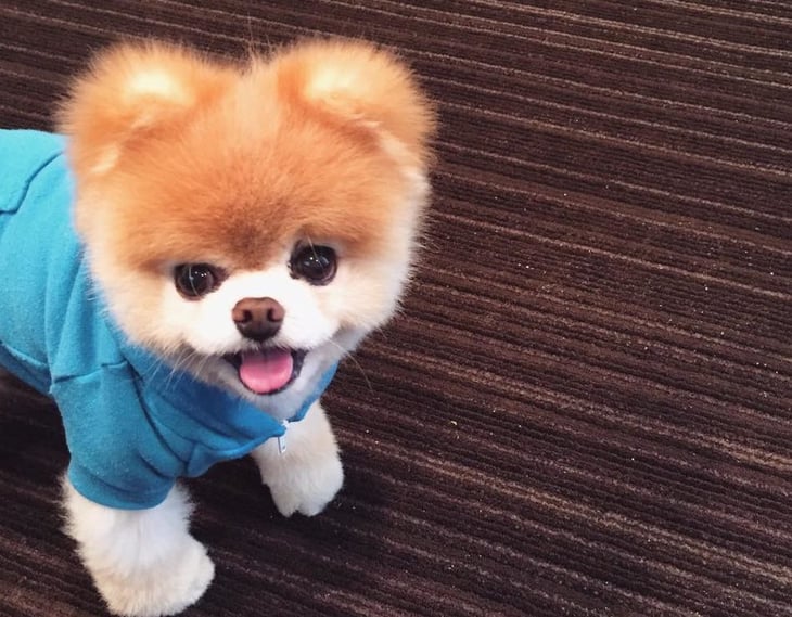 Boo pomeranian