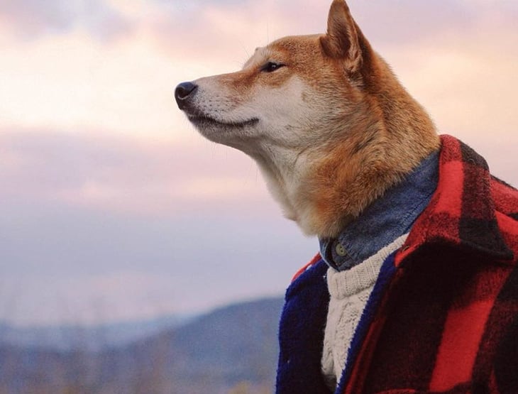 Bodhi, the Menswear Dog, in Lumberjack shirt.