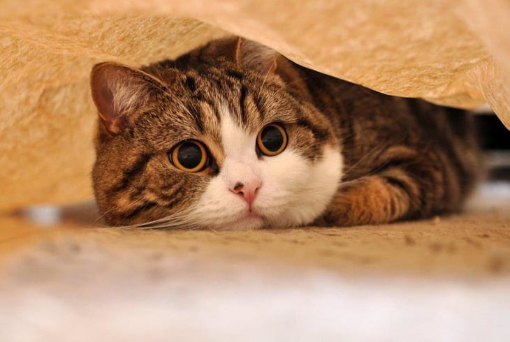 Maru the cat