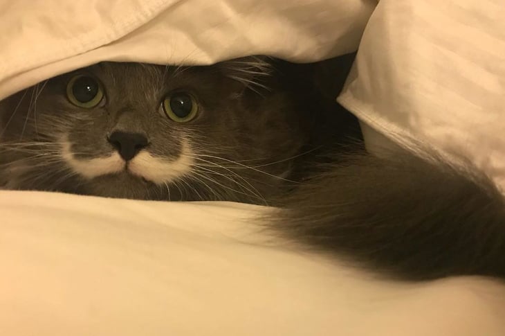 Hamilton the Hipster Cat