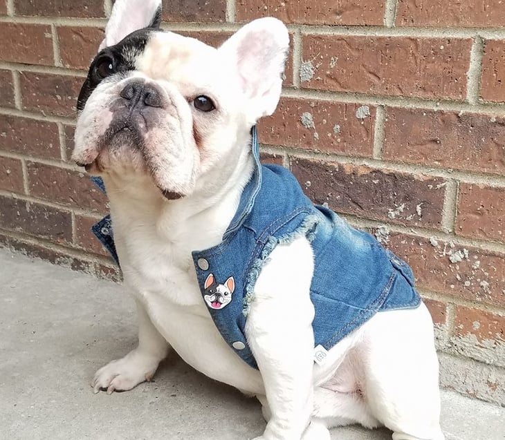Manny the Frenchie dog.