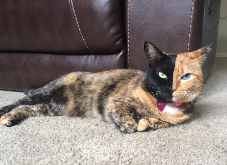 Venus the two face cat.