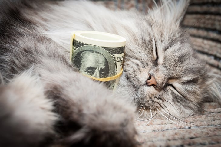Cat curled up with a roll of bills.
