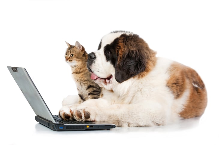 dog and cat at a laptop
