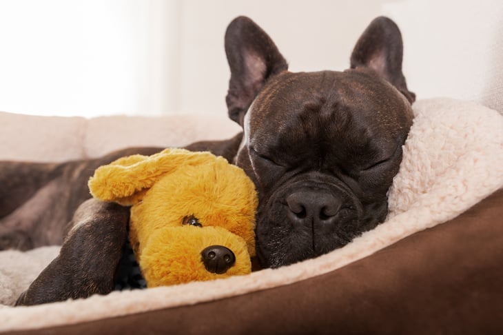Dog in a dog bed