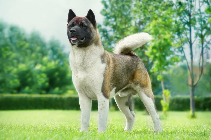 Akita dog at an outdoor park.