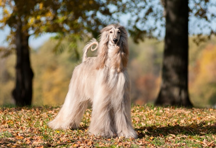 Afghan hound dog breed