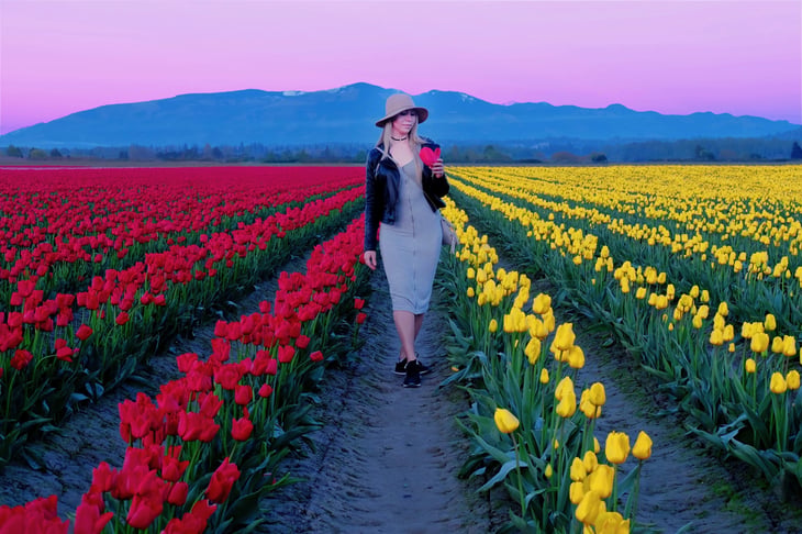 Washington tulips