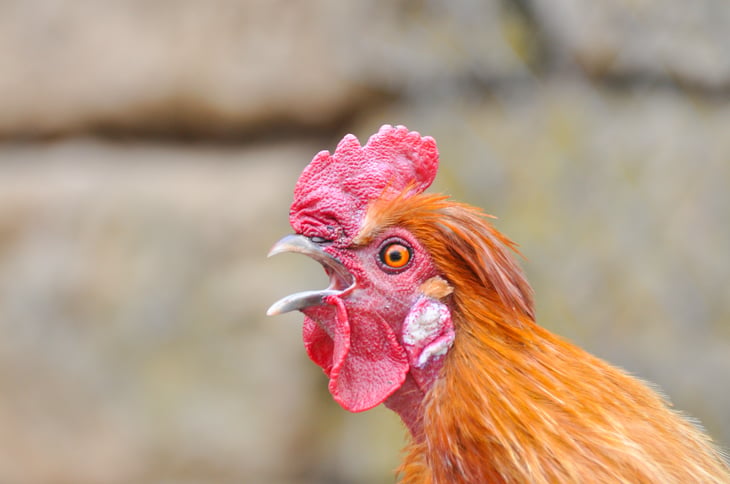 Rooster
