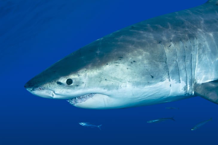 Shark