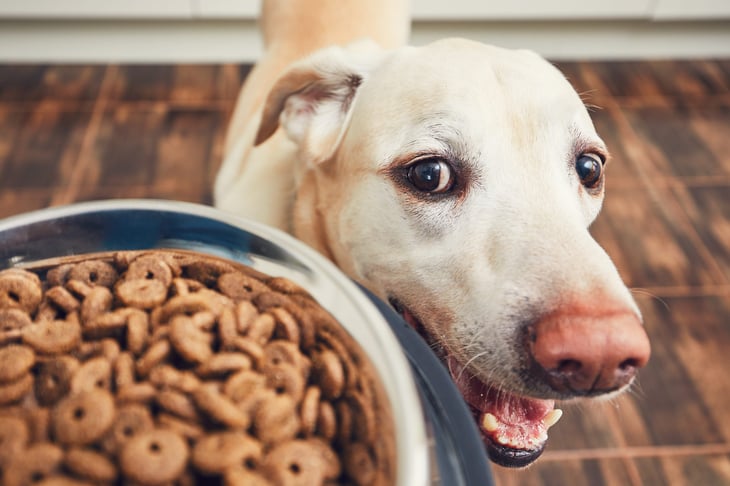 Dog and food