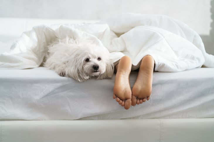 Black girl in bed morning tired African American woman sleeping white dog bedroom bare feet