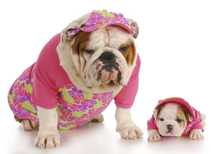 Dog in clothes