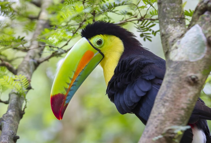 Toucan in Costa Rica