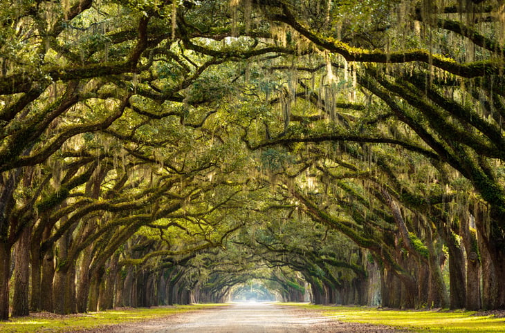 Live oak trees in Savannah, Georgia