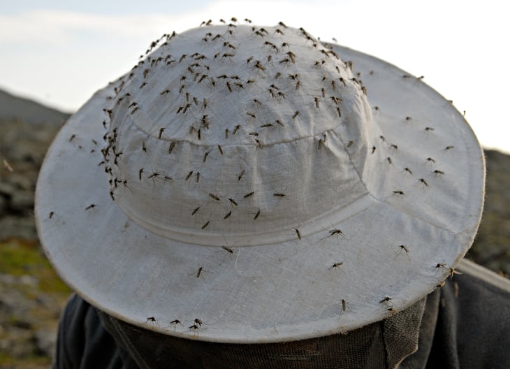 Mosquitoes on a hat
