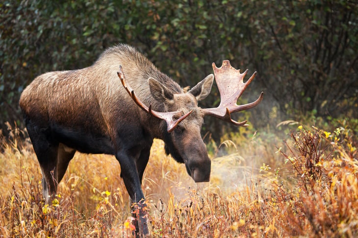 Moose