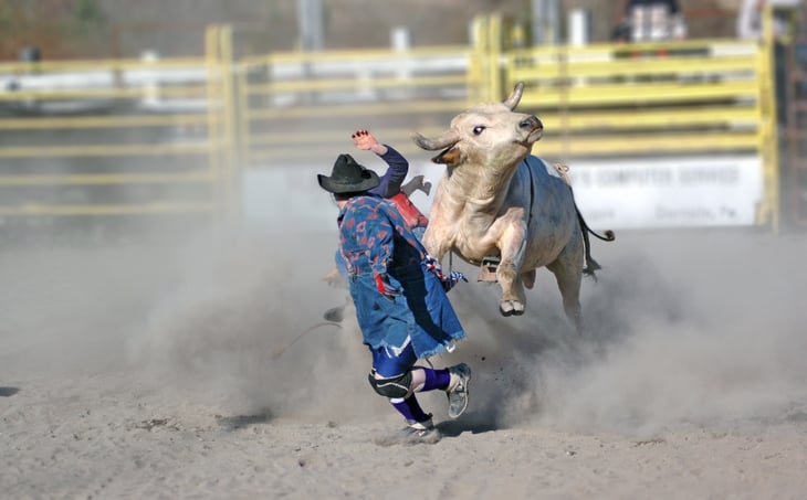 Rodeo clown and steer