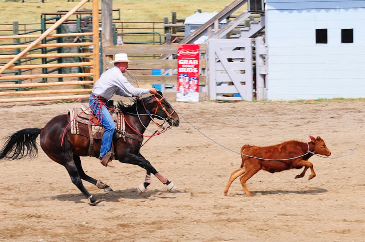 Calf roping
