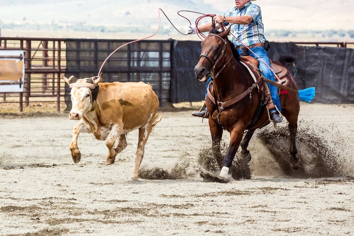 Steer roping