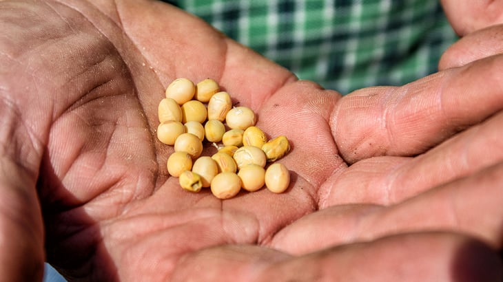 A man holds soybeans in the palm of his hand