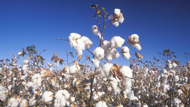 Cotton farm