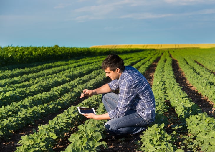 Man in soybean field.