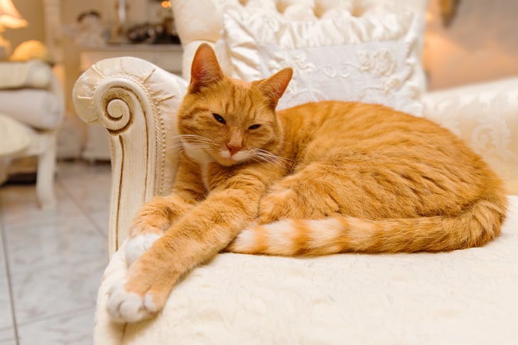 Cat lounging on chaise