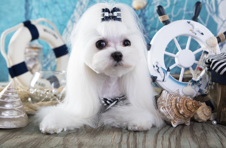 Maltese dog with bow in hair
