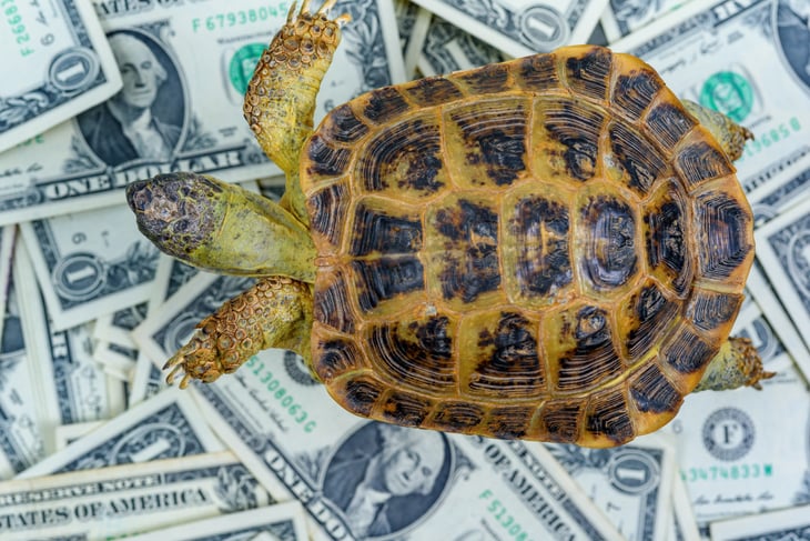 Turtle crawls on paper money