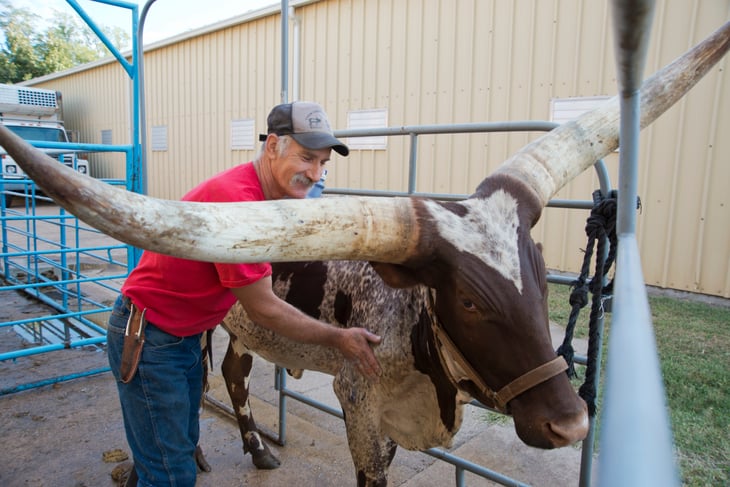 Kansas man with longhorn steer, agriculture