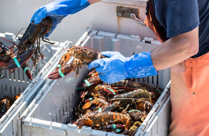 fisherman sorting lobster