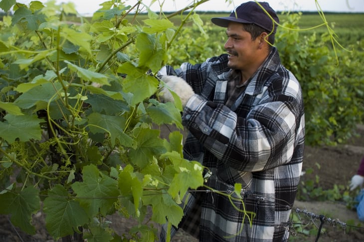 Farm worker, Salinas, California