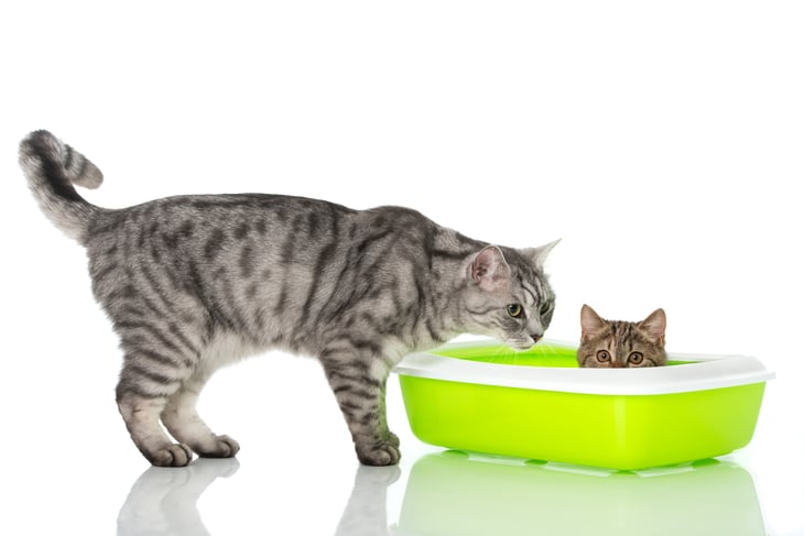 Cats in a litter box
