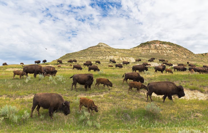 North Dakota bison